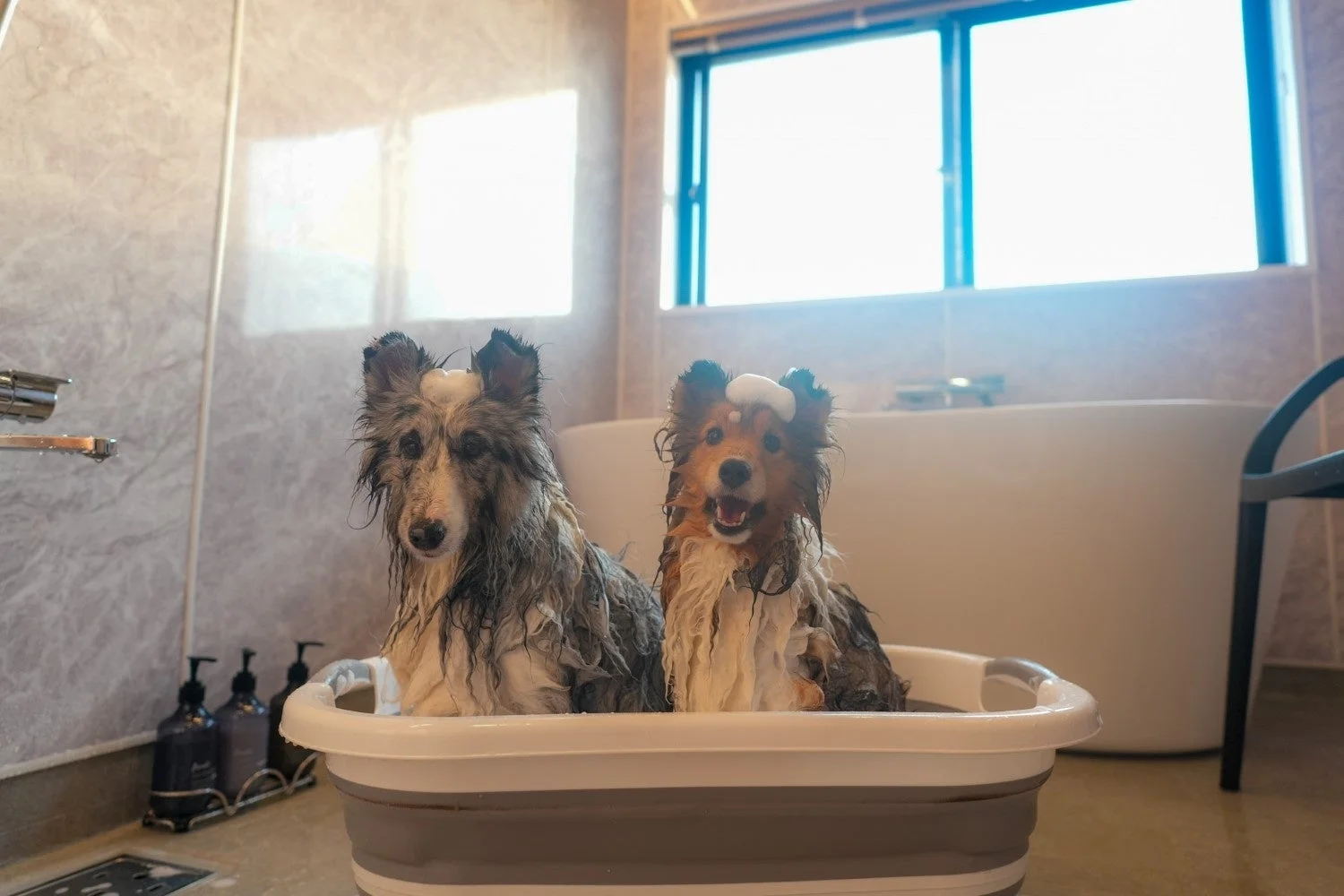 バスルームで2匹の犬がシャンプーをされている様子