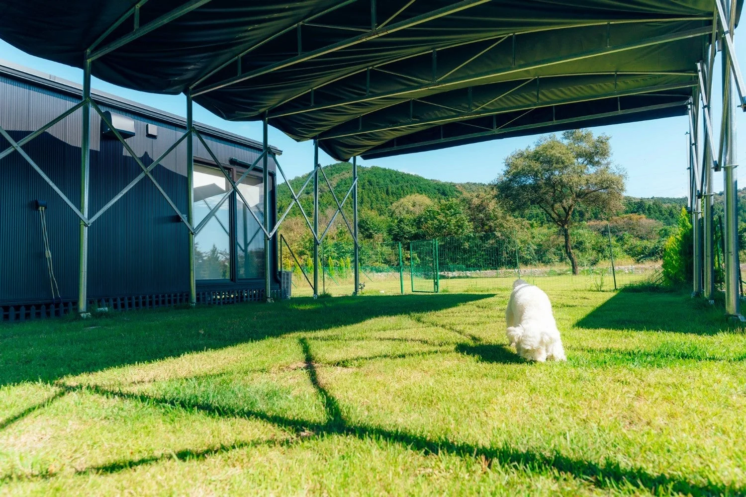 広々とした芝生のドッグランで、白い犬が地面の匂いを嗅いでいる