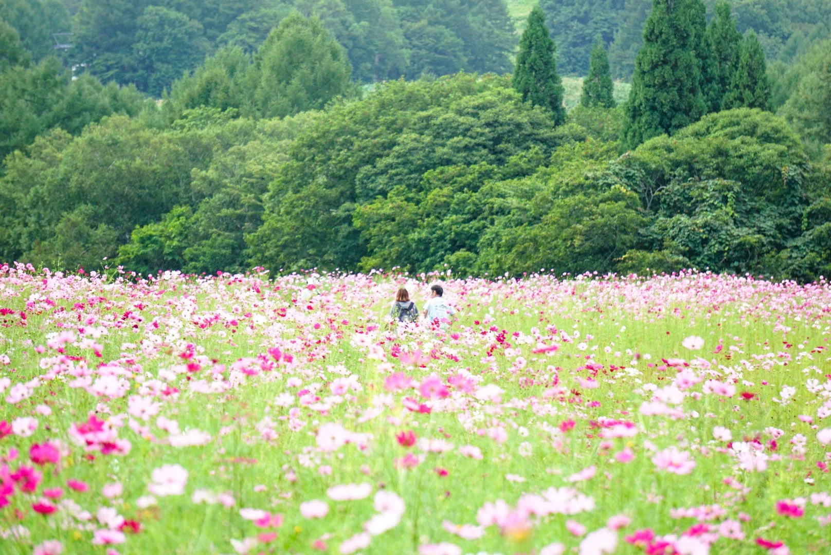 コスモス畑を散策する人々