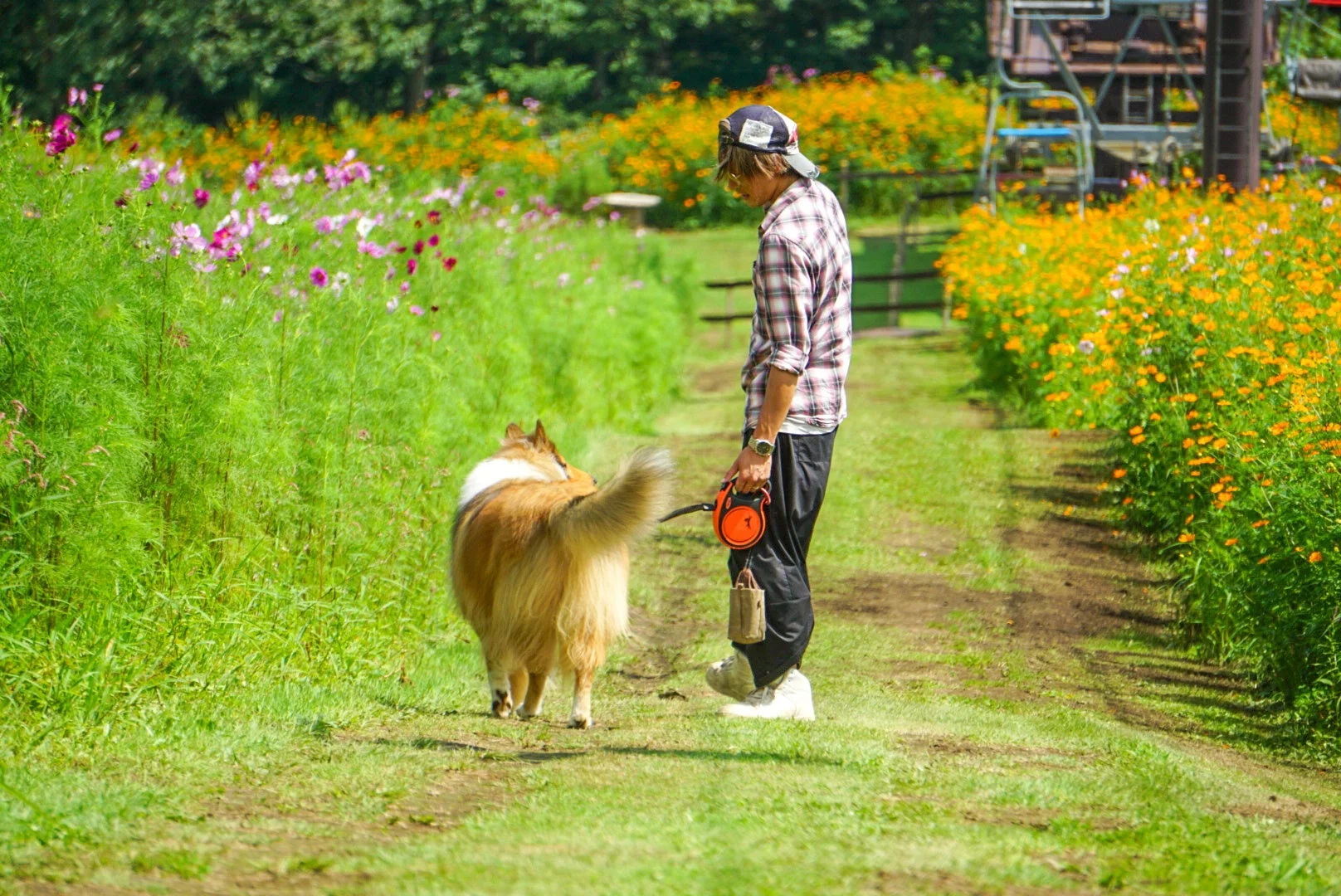 花畑を散歩する犬と男性