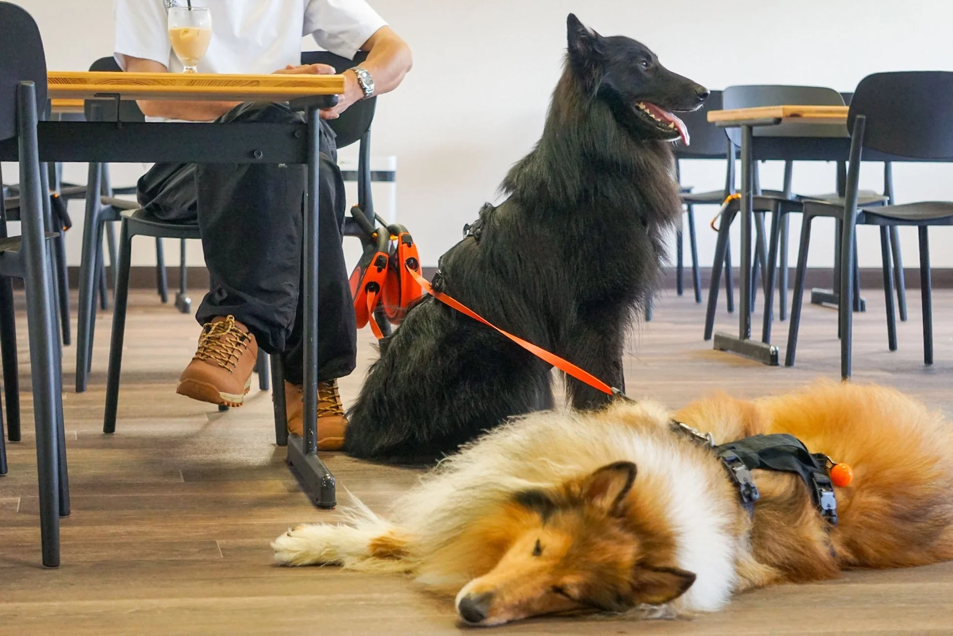 ドッグカフェでくつろぐ犬たち