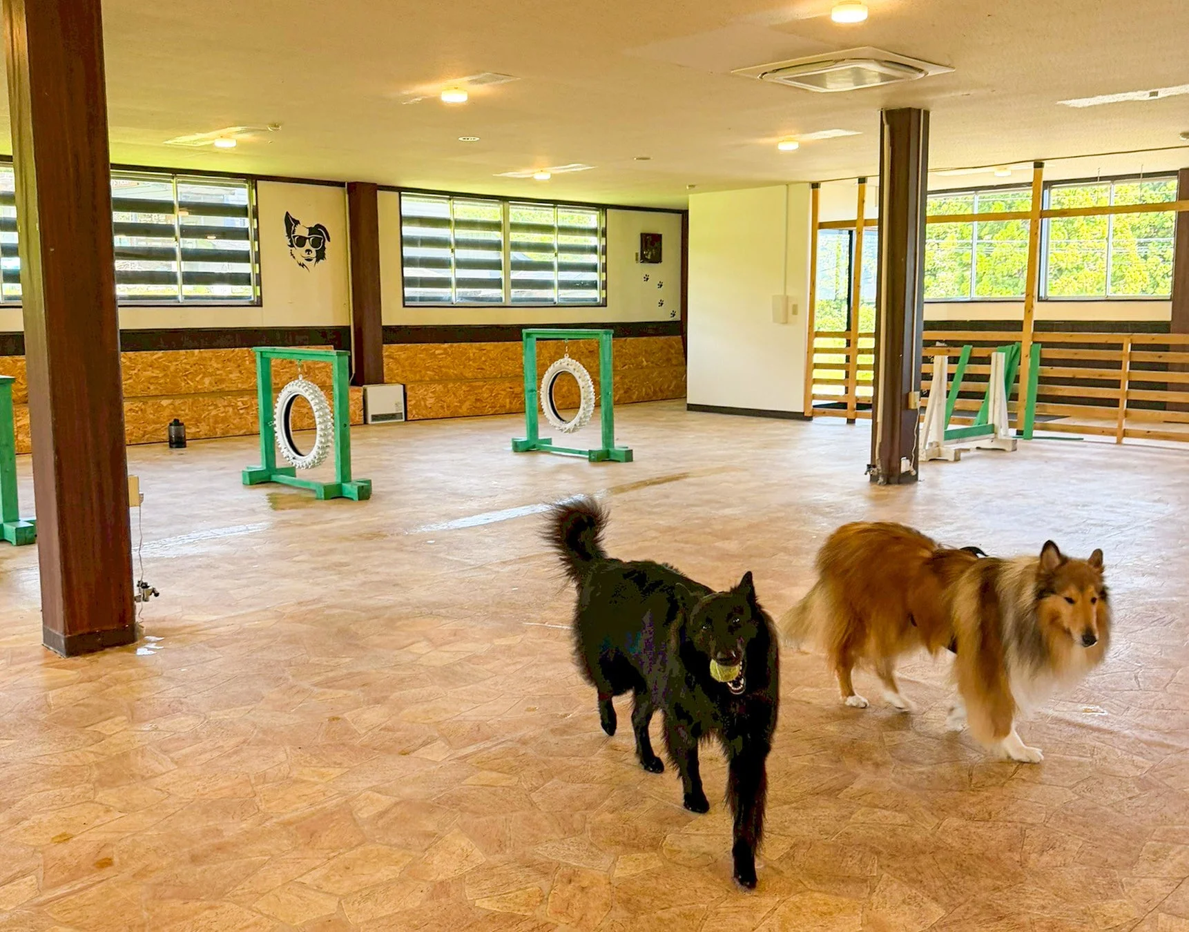 室内ドッグランで遊ぶ犬